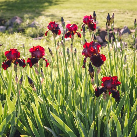 presby iris gardens montclair