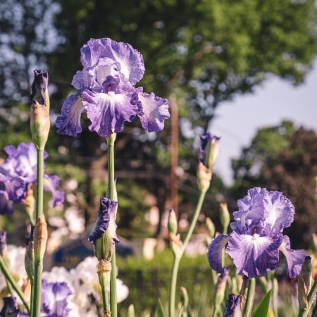 presby iris gardens montclair