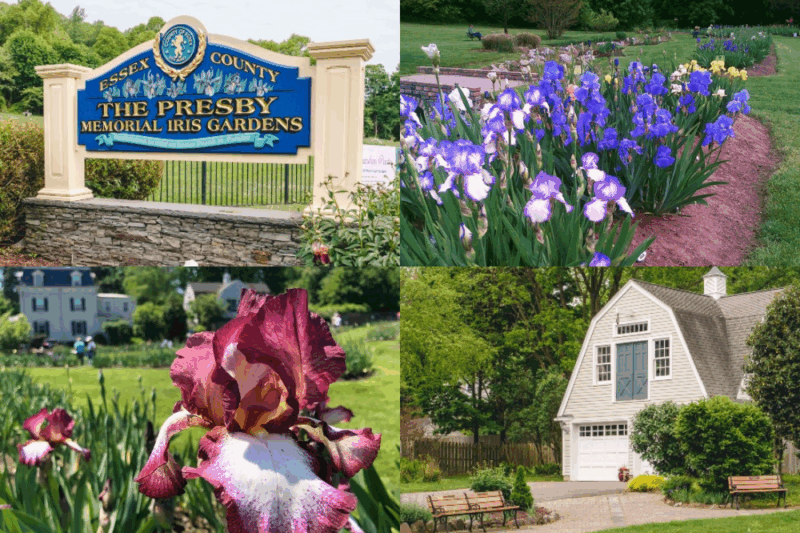 Presby Iris Gardens Montclair
