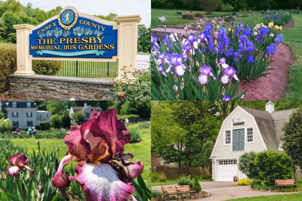 Presby Iris Gardens Montclair