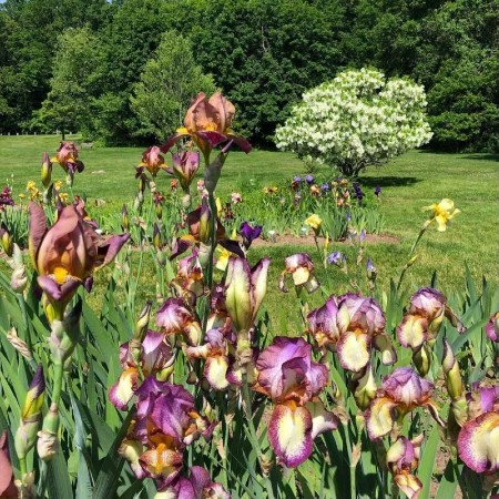 presby iris gardens
