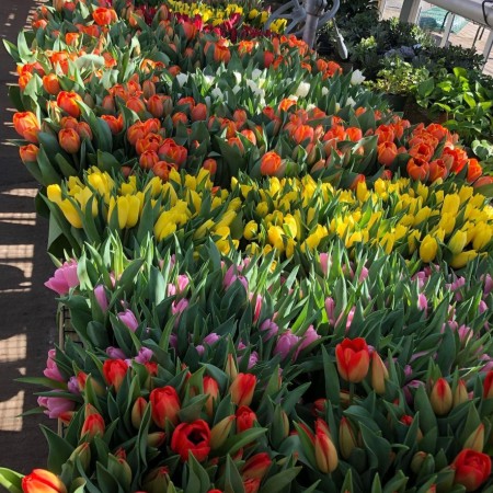 bartletts greenhouses