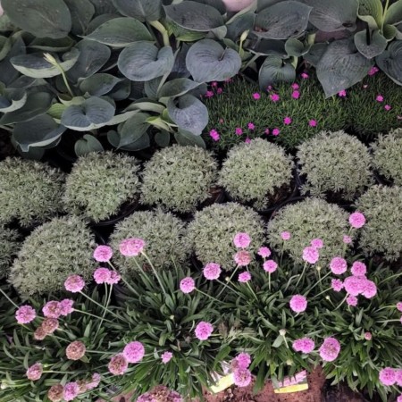 cedar grove garden center