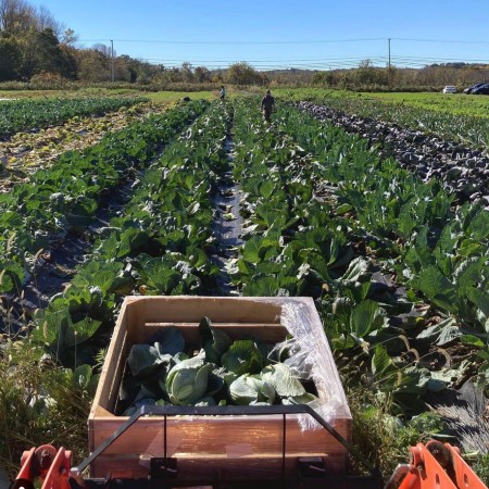 city green farm clifton