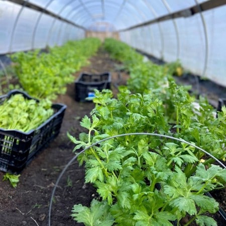 city green farm clifton