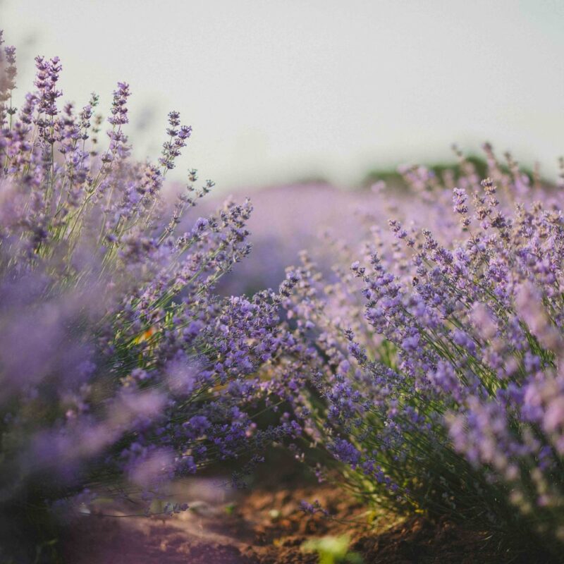 lavender fields new jersey