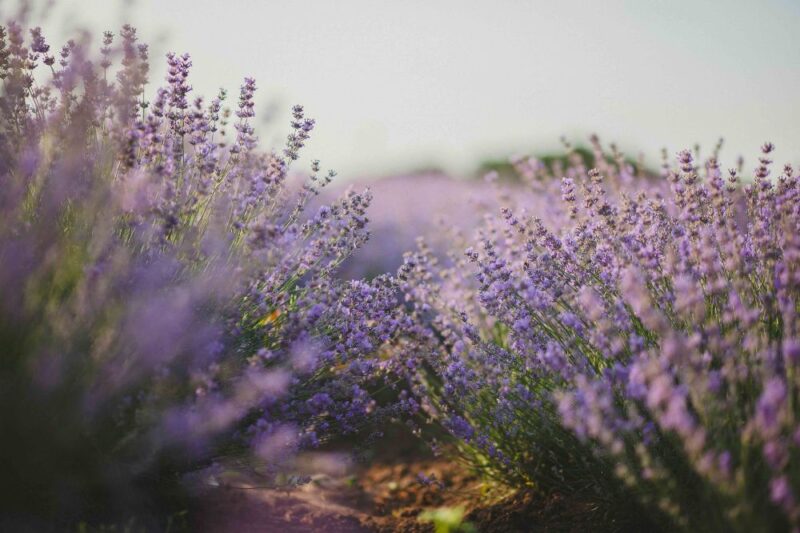 lavender fields new jersey