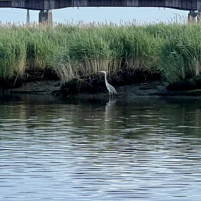 bird hackensack river tour