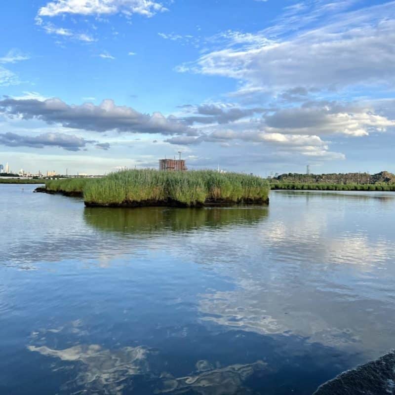 marshes wetland hackensack river