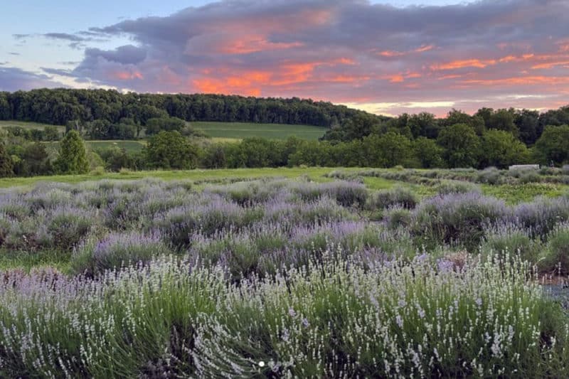 warwick farms lavender