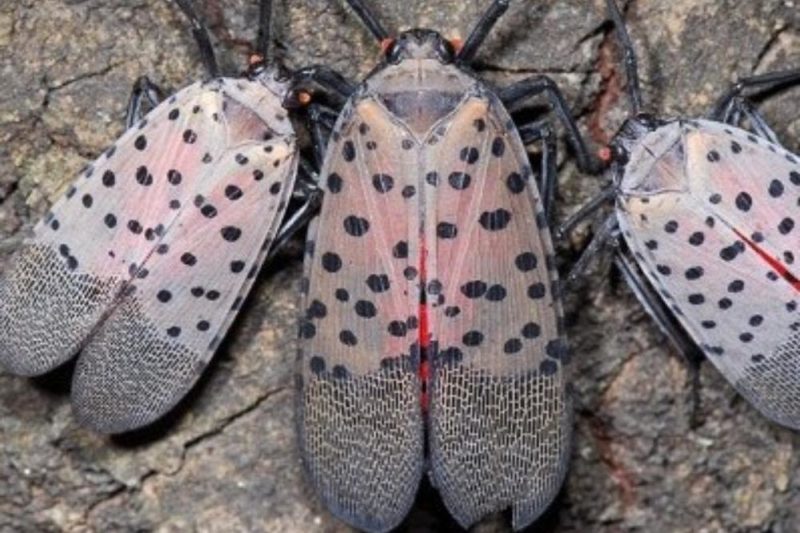 tips how to kill lanternflies