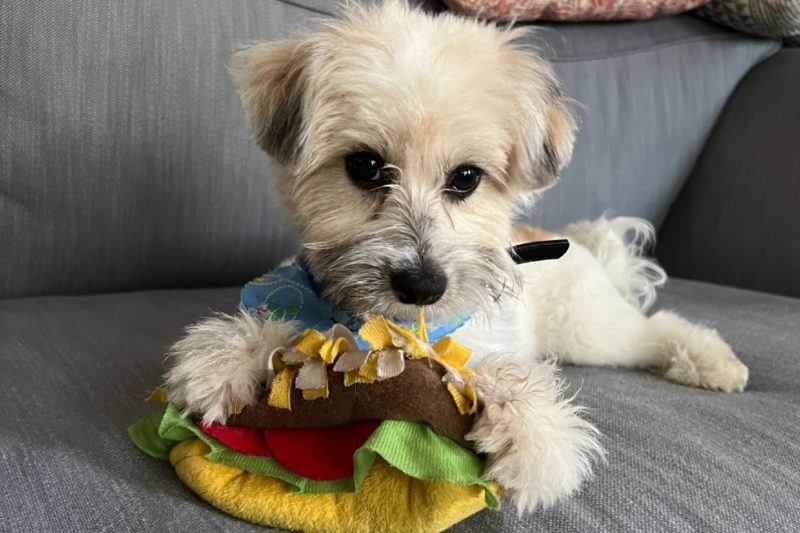 coton de tulear mixed breed dog adoption north jersey