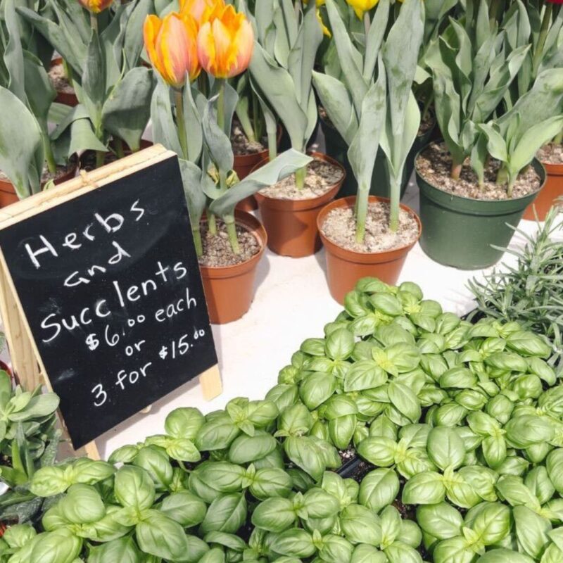 farmers markets montclair north new jersey