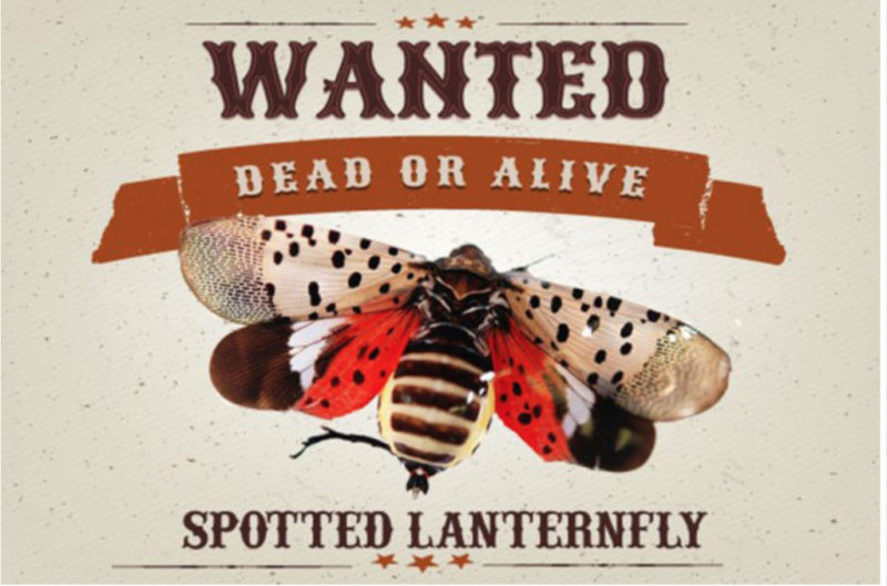 lanternfly bugs