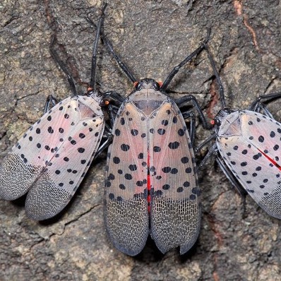 lanternfly bugs montclair new jersey