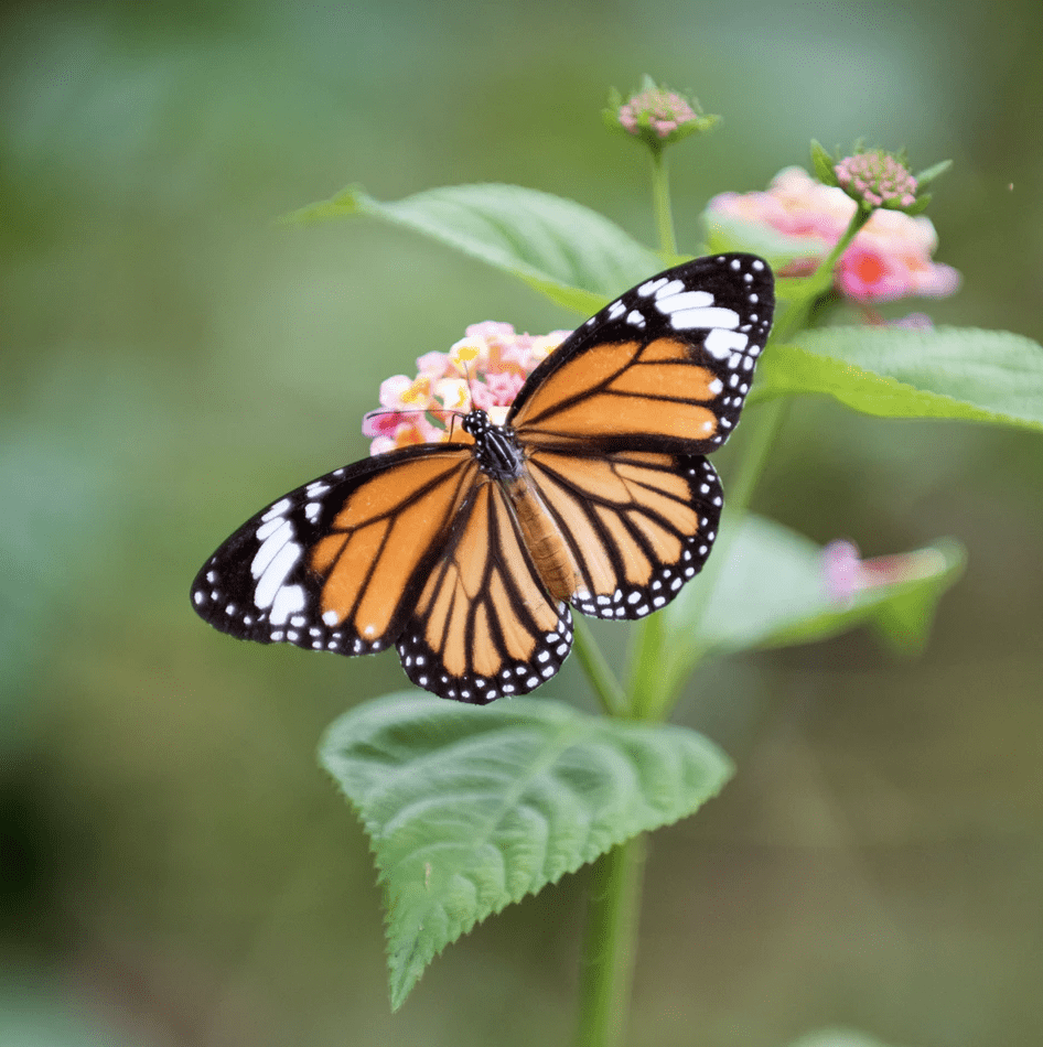 Montclair monarch