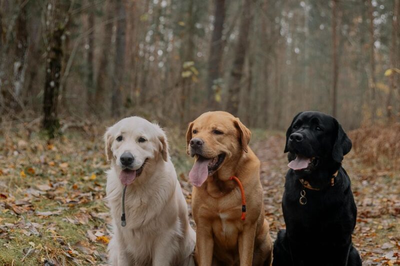 fall dogs