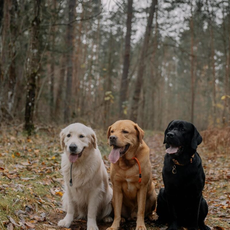 fall dogs
