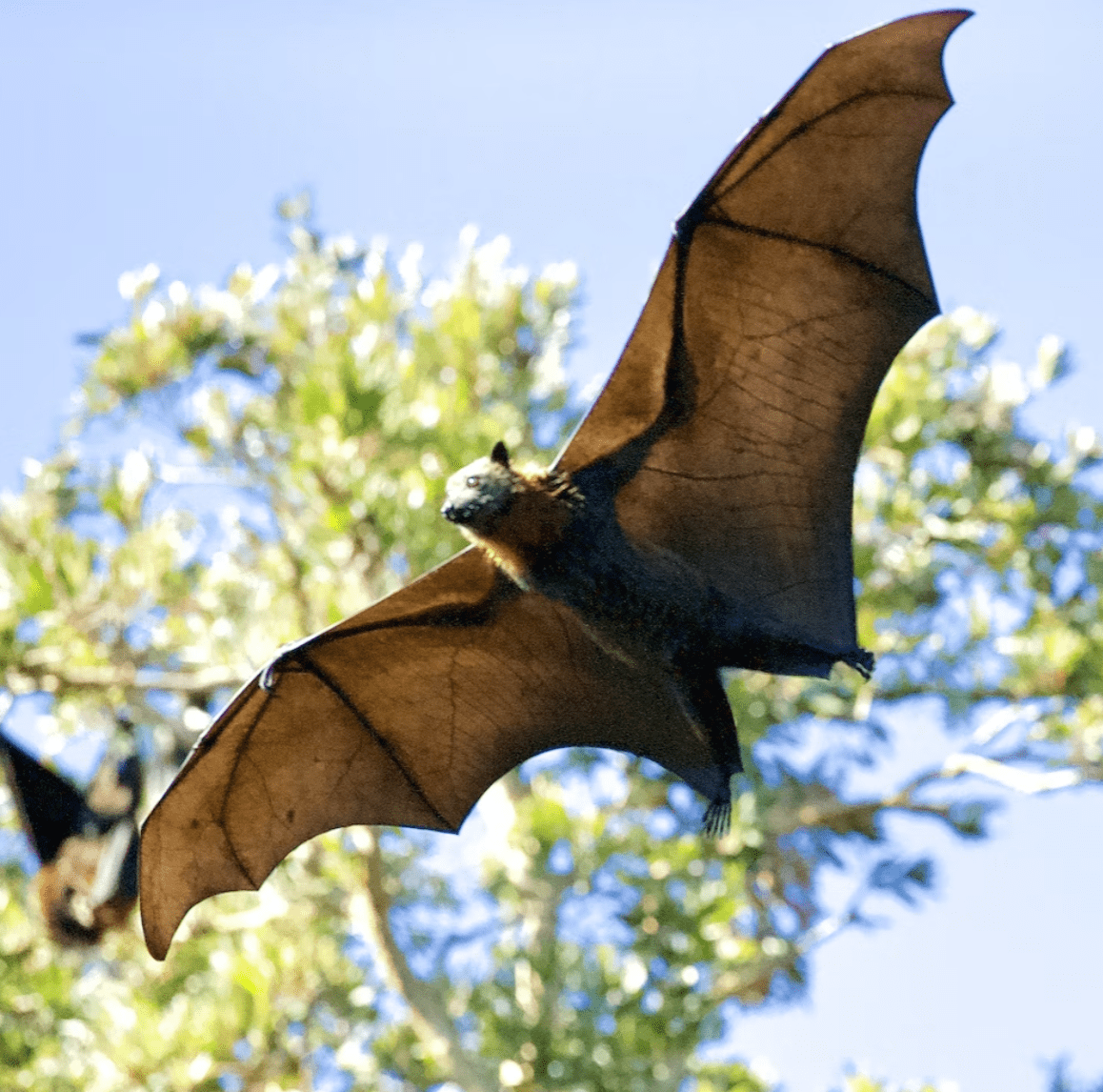 bat rabies
