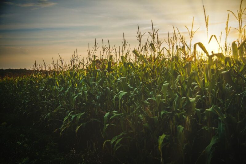 best corn mazes north jersey