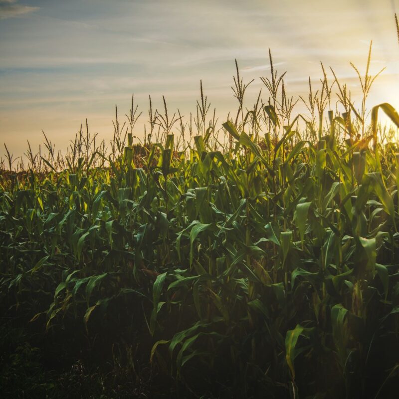 best corn mazes north jersey