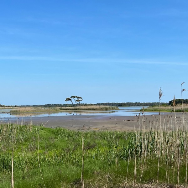 cape henlopen state park