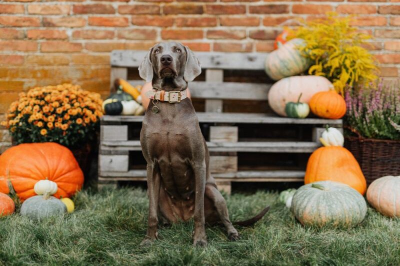 dog friendly farms new jersey