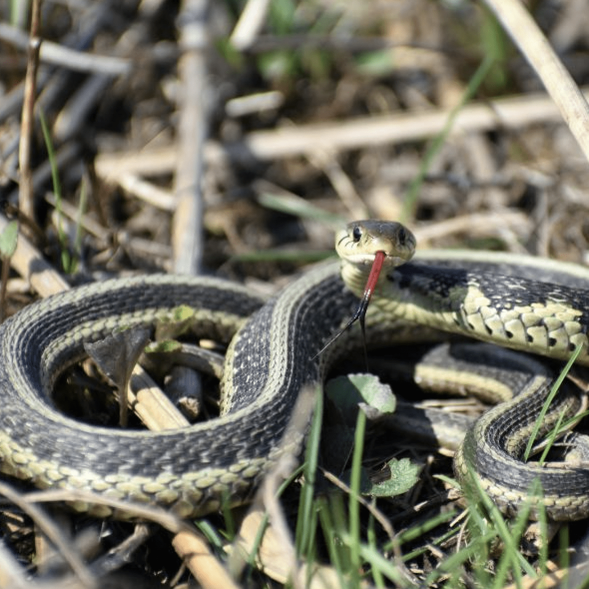 live snake newark airport flight