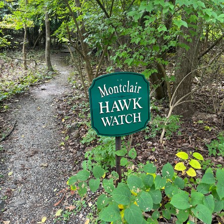 montclair hawkwatch