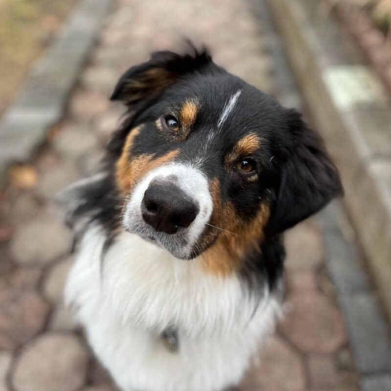 duke mg puppy bowl