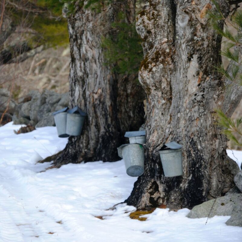 maple sugaring north jersey