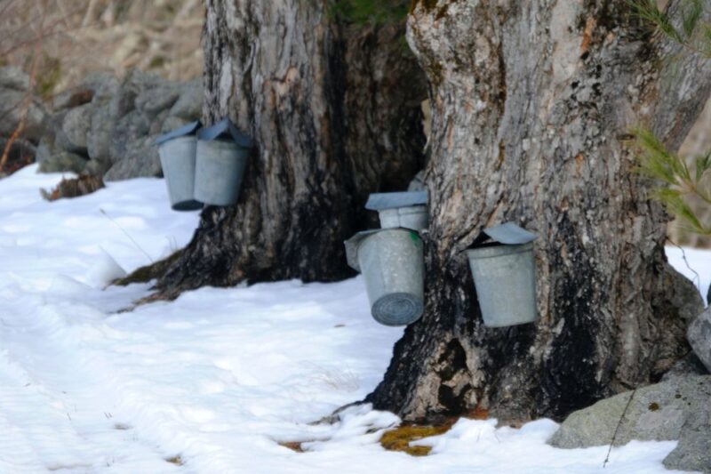 maple sugaring north jersey