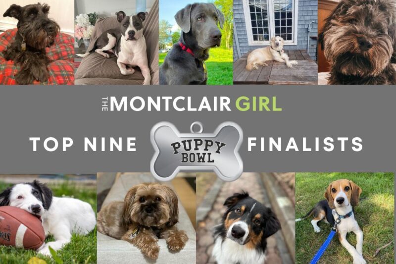 montclair girl puppy photo bowl 2023 finalists