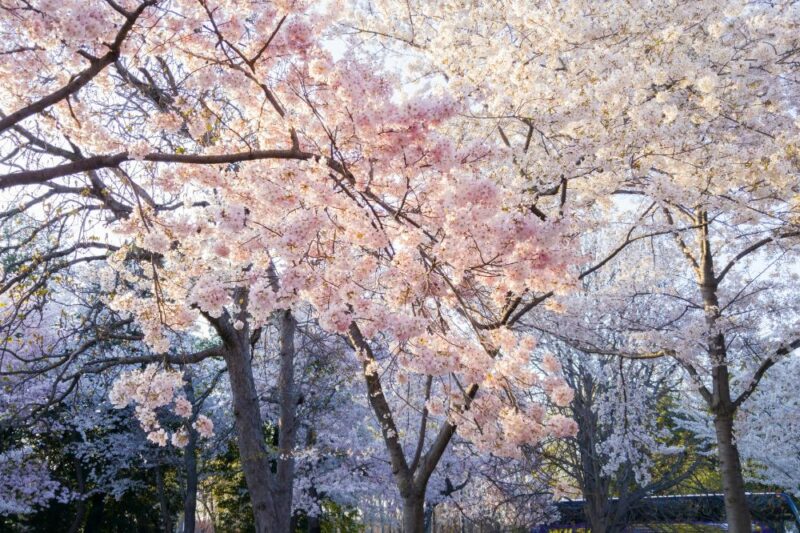 cherry blossoms trees north jersey