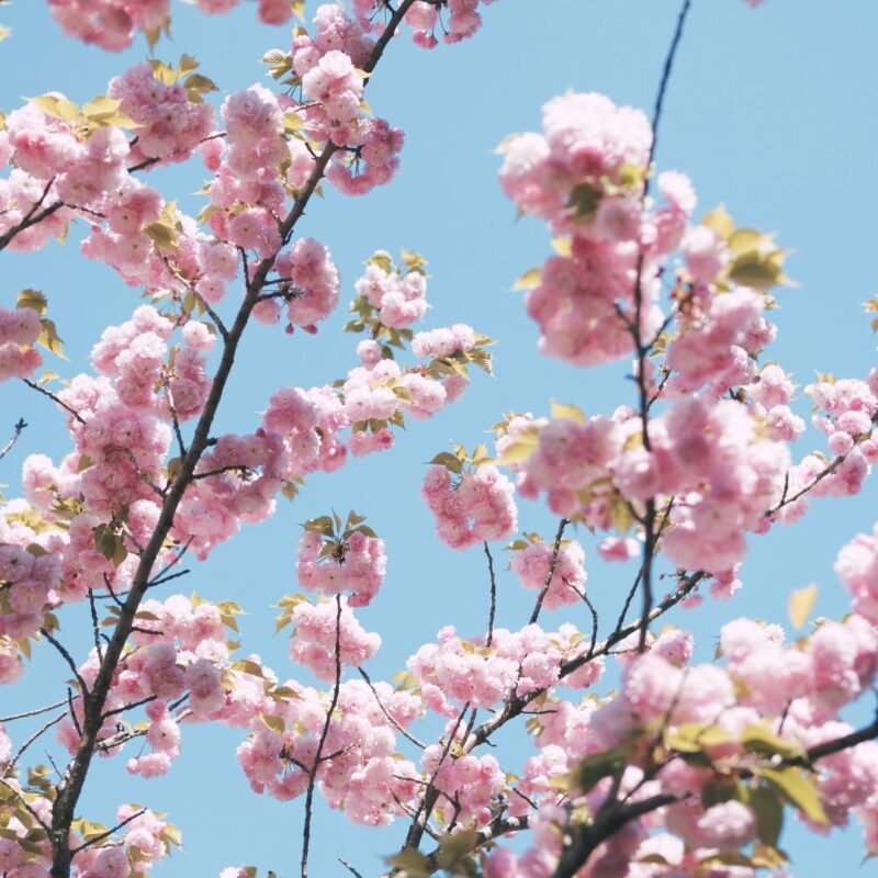 essex county cherry blossom festival branch brook park newark 2023