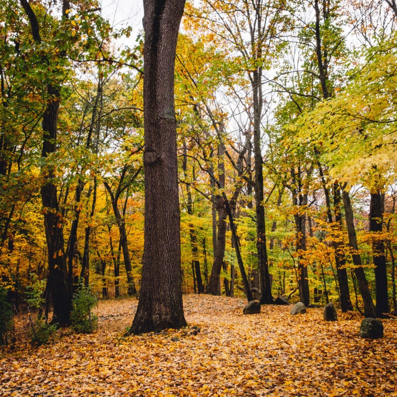 frelinghuysen arboretum