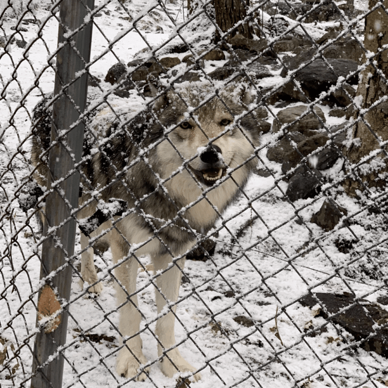 lakota wolf trip