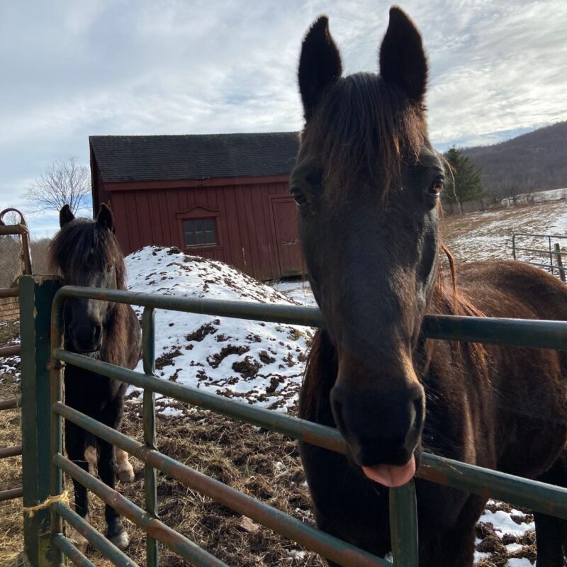 post beam love horses