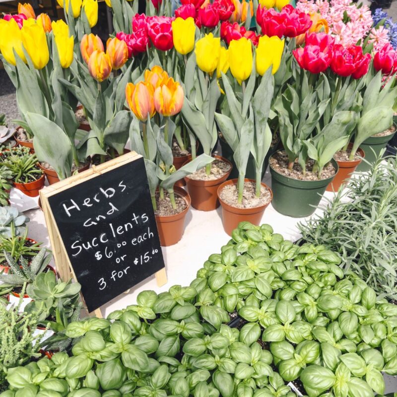 flowers and herbs 