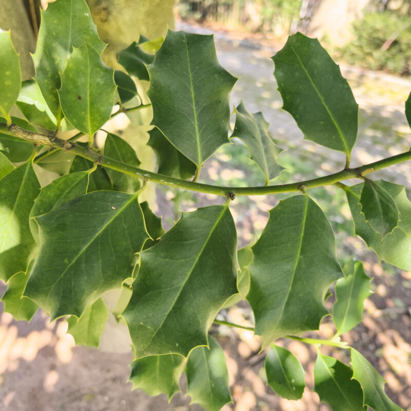 american holly