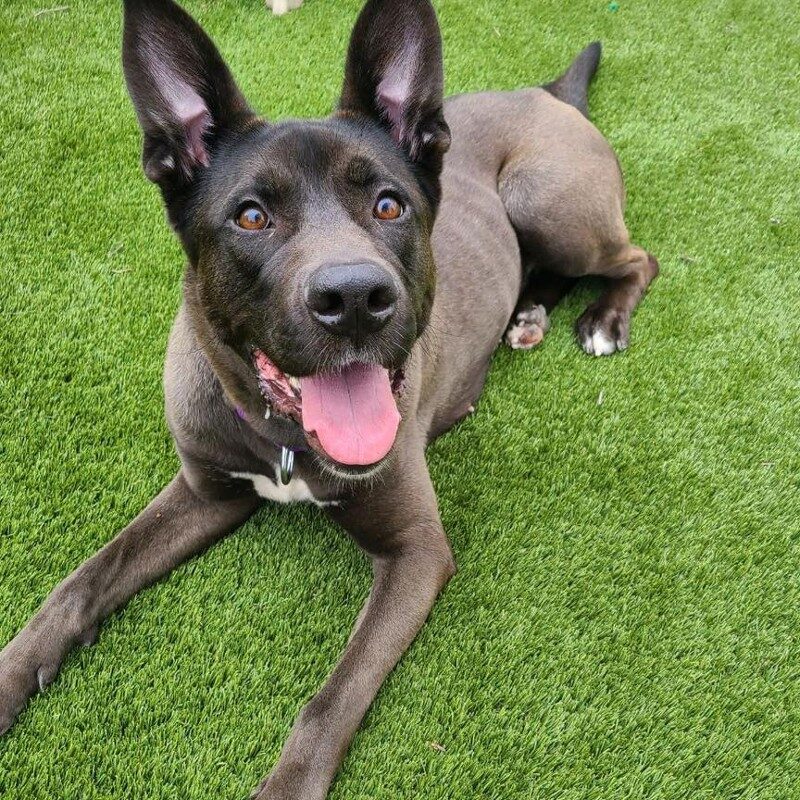 Staffordshire sales shepherd mix
