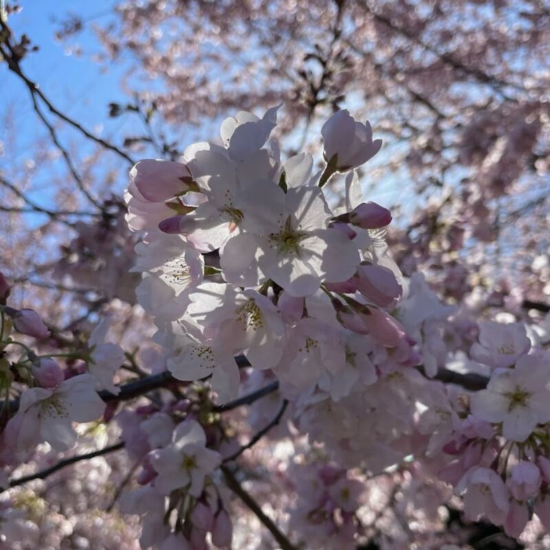 branch brook park newark nj