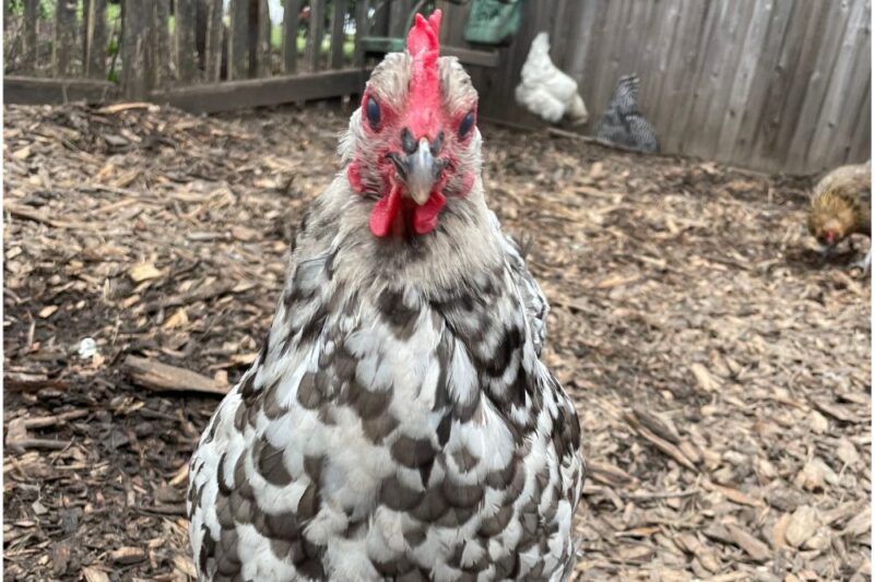 chicken ownership montclair nj