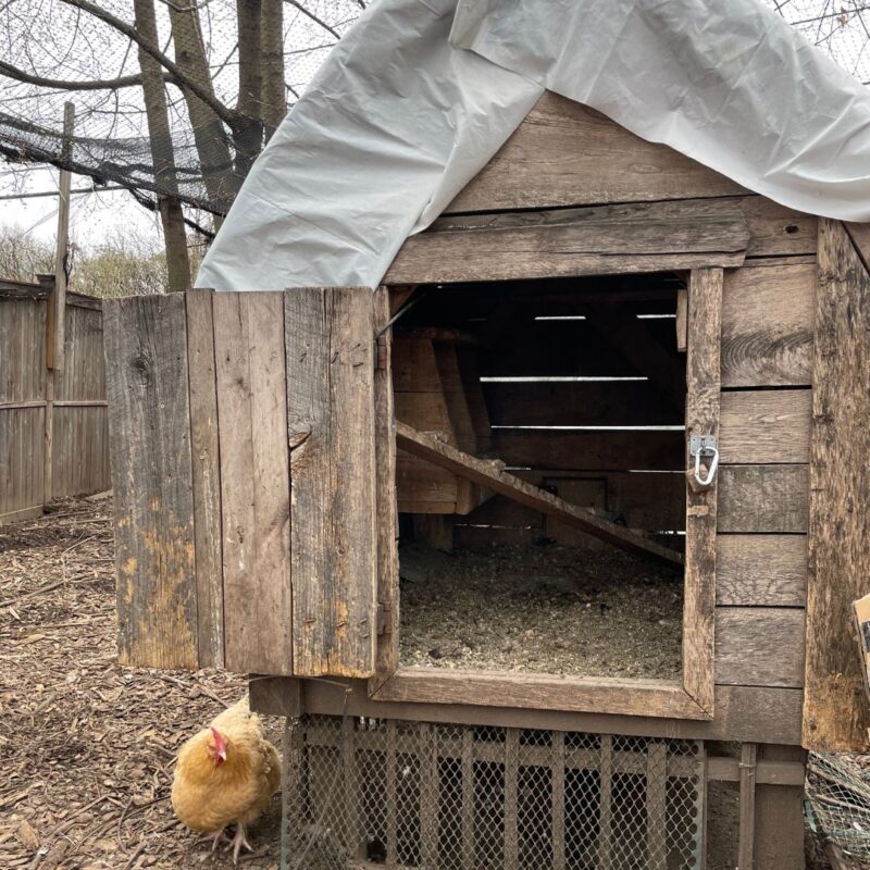 chickens montclair