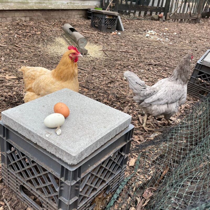 chickens montclair