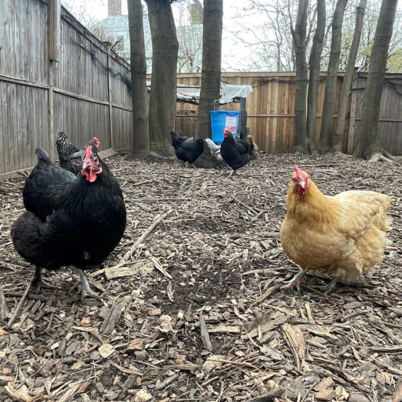 chickens montclair