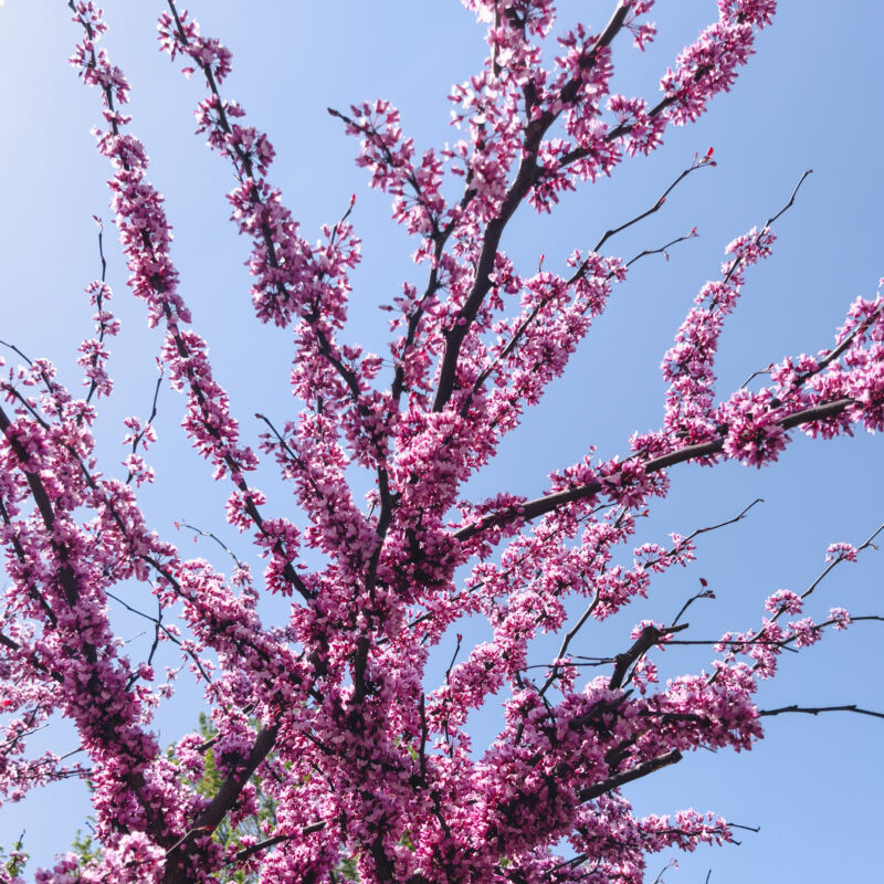 eastern redbud