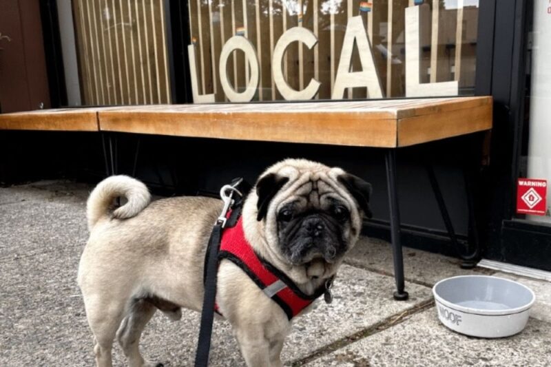 local coffee dog montclair girl