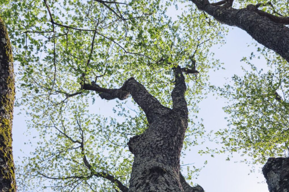 native trees plant garden new jersey