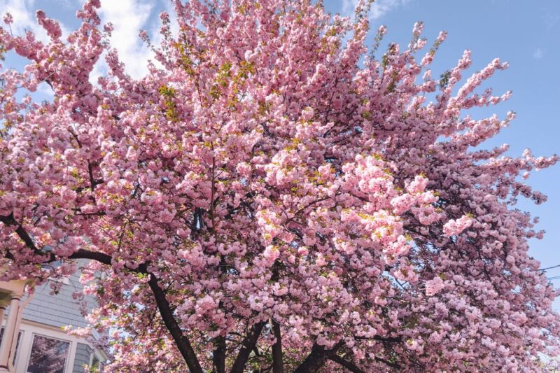 native trees plant garden new jersey